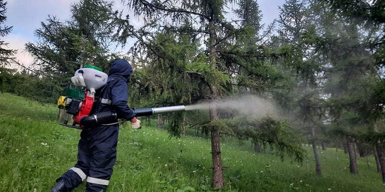 Нийслэлийн ногоон бүсийн ойн сангийн шавжийг устгаж байна