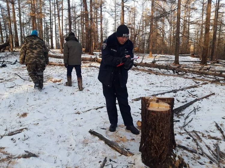 Хууль бусаар нарс модыг зохих зөвшөөрөлгүйгээр бэлтгэн, тээвэрлэж явсныг илрүүллээ