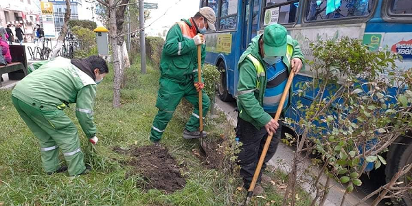 Ногоон байгууламжийг устгаагүй, Энхтайваны өргөн чөлөөнд шилжүүлэн суулгажээ